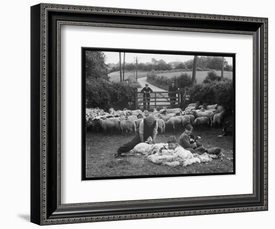 Shearing Sheep, Wales-Henry Grant-Framed Photographic Print