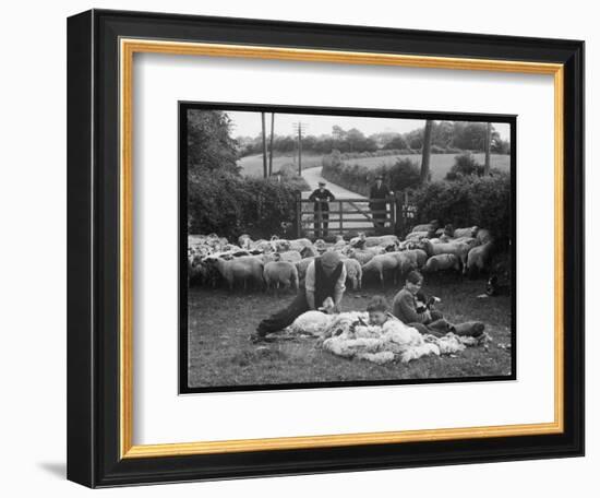 Shearing Sheep, Wales-Henry Grant-Framed Photographic Print