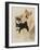 Sheba Inu-Barbara Keith-Framed Giclee Print