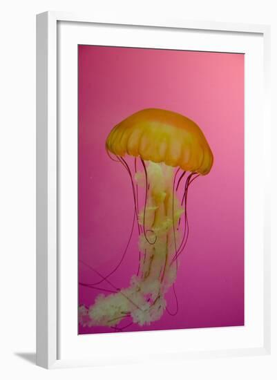 Shedd Aquarium, Jellyfish, NE Pacific Sea Nettle Marine Life, Chicago, Illinois-Cindy Miller Hopkins-Framed Photographic Print