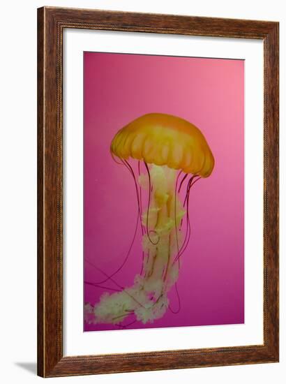 Shedd Aquarium, Jellyfish, NE Pacific Sea Nettle Marine Life, Chicago, Illinois-Cindy Miller Hopkins-Framed Photographic Print