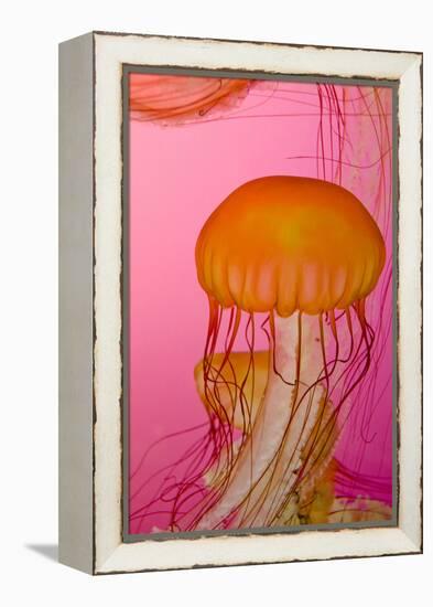 Shedd Aquarium, Jellyfish, NE Pacific Sea Nettle Marine Life, Chicago, Illinois-Cindy Miller Hopkins-Framed Premier Image Canvas