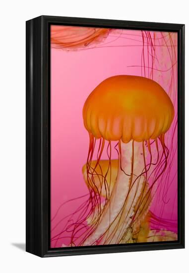 Shedd Aquarium, Jellyfish, NE Pacific Sea Nettle Marine Life, Chicago, Illinois-Cindy Miller Hopkins-Framed Premier Image Canvas