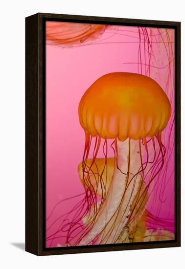 Shedd Aquarium, Jellyfish, NE Pacific Sea Nettle Marine Life, Chicago, Illinois-Cindy Miller Hopkins-Framed Premier Image Canvas