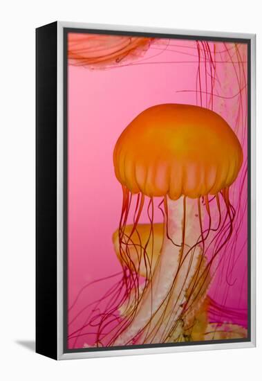 Shedd Aquarium, Jellyfish, NE Pacific Sea Nettle Marine Life, Chicago, Illinois-Cindy Miller Hopkins-Framed Premier Image Canvas