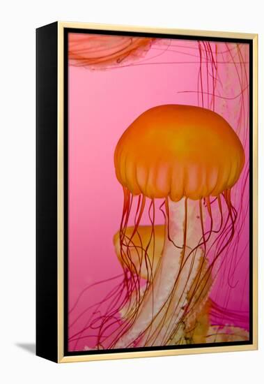 Shedd Aquarium, Jellyfish, NE Pacific Sea Nettle Marine Life, Chicago, Illinois-Cindy Miller Hopkins-Framed Premier Image Canvas