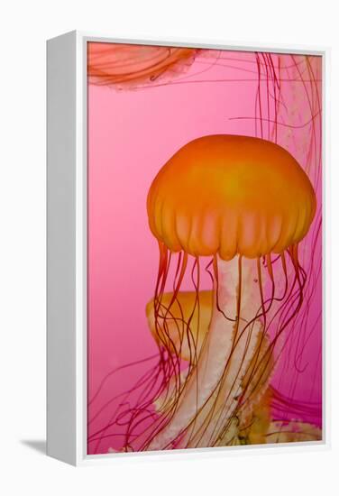 Shedd Aquarium, Jellyfish, NE Pacific Sea Nettle Marine Life, Chicago, Illinois-Cindy Miller Hopkins-Framed Premier Image Canvas