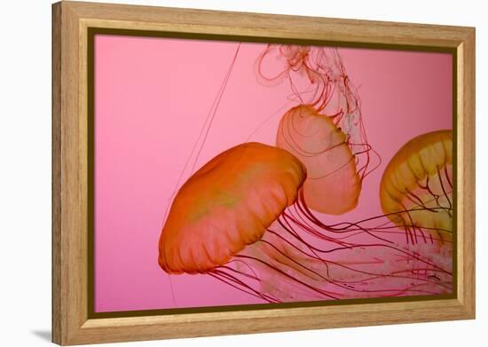 Shedd Aquarium, Jellyfish, NE Pacific Sea Nettle Marine Life, Chicago, Illinois-Cindy Miller Hopkins-Framed Premier Image Canvas