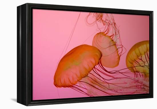 Shedd Aquarium, Jellyfish, NE Pacific Sea Nettle Marine Life, Chicago, Illinois-Cindy Miller Hopkins-Framed Premier Image Canvas