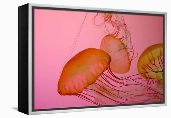 Shedd Aquarium, Jellyfish, NE Pacific Sea Nettle Marine Life, Chicago, Illinois-Cindy Miller Hopkins-Framed Premier Image Canvas