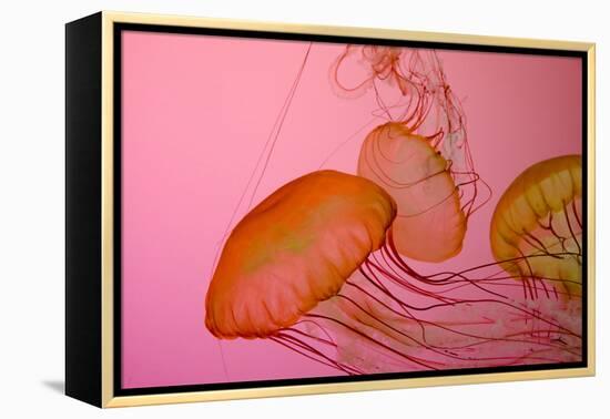 Shedd Aquarium, Jellyfish, NE Pacific Sea Nettle Marine Life, Chicago, Illinois-Cindy Miller Hopkins-Framed Premier Image Canvas