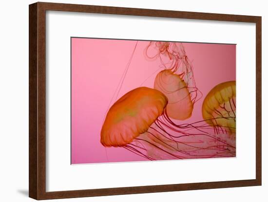 Shedd Aquarium, Jellyfish, NE Pacific Sea Nettle Marine Life, Chicago, Illinois-Cindy Miller Hopkins-Framed Photographic Print