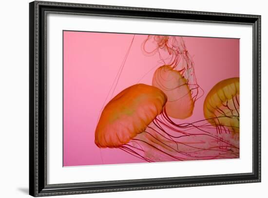 Shedd Aquarium, Jellyfish, NE Pacific Sea Nettle Marine Life, Chicago, Illinois-Cindy Miller Hopkins-Framed Photographic Print