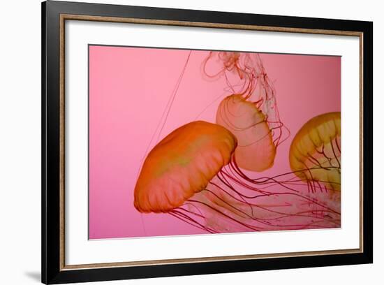 Shedd Aquarium, Jellyfish, NE Pacific Sea Nettle Marine Life, Chicago, Illinois-Cindy Miller Hopkins-Framed Photographic Print