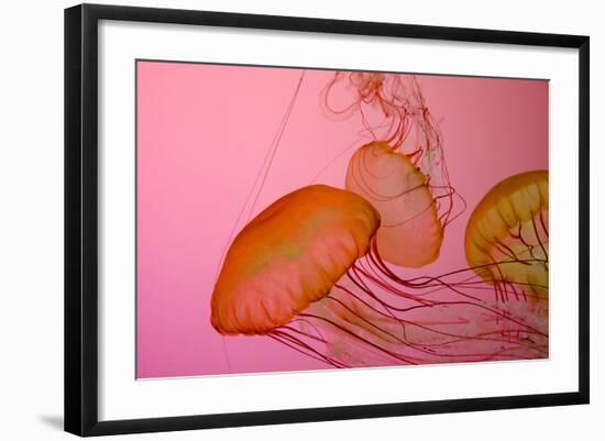 Shedd Aquarium, Jellyfish, NE Pacific Sea Nettle Marine Life, Chicago, Illinois-Cindy Miller Hopkins-Framed Photographic Print