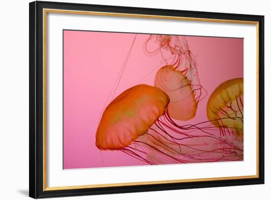 Shedd Aquarium, Jellyfish, NE Pacific Sea Nettle Marine Life, Chicago, Illinois-Cindy Miller Hopkins-Framed Photographic Print