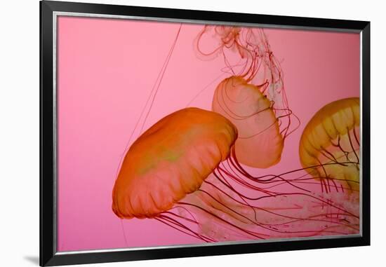 Shedd Aquarium, Jellyfish, NE Pacific Sea Nettle Marine Life, Chicago, Illinois-Cindy Miller Hopkins-Framed Premium Photographic Print