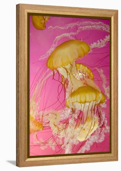 Shedd Aquarium, Jellyfish, NE Pacific Sea Nettle Marine Life, Chicago, Illinois-Cindy Miller Hopkins-Framed Premier Image Canvas