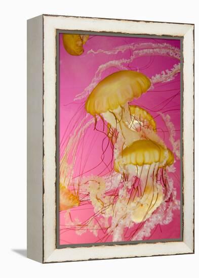 Shedd Aquarium, Jellyfish, NE Pacific Sea Nettle Marine Life, Chicago, Illinois-Cindy Miller Hopkins-Framed Premier Image Canvas