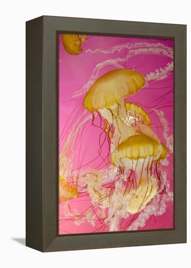 Shedd Aquarium, Jellyfish, NE Pacific Sea Nettle Marine Life, Chicago, Illinois-Cindy Miller Hopkins-Framed Premier Image Canvas