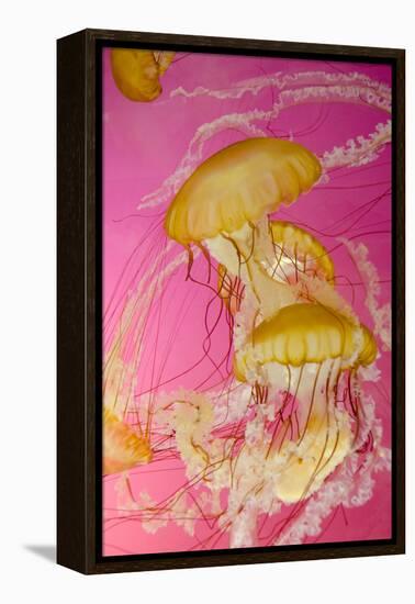 Shedd Aquarium, Jellyfish, NE Pacific Sea Nettle Marine Life, Chicago, Illinois-Cindy Miller Hopkins-Framed Premier Image Canvas