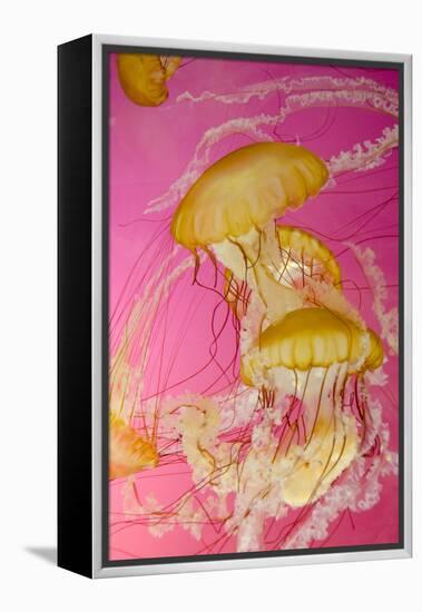 Shedd Aquarium, Jellyfish, NE Pacific Sea Nettle Marine Life, Chicago, Illinois-Cindy Miller Hopkins-Framed Premier Image Canvas