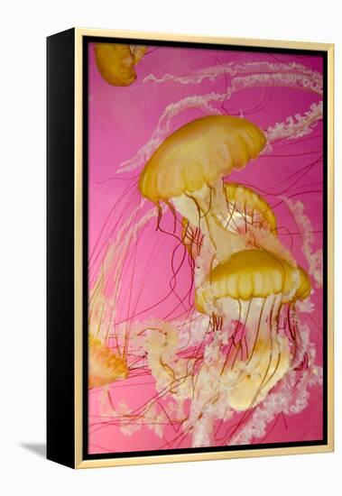 Shedd Aquarium, Jellyfish, NE Pacific Sea Nettle Marine Life, Chicago, Illinois-Cindy Miller Hopkins-Framed Premier Image Canvas