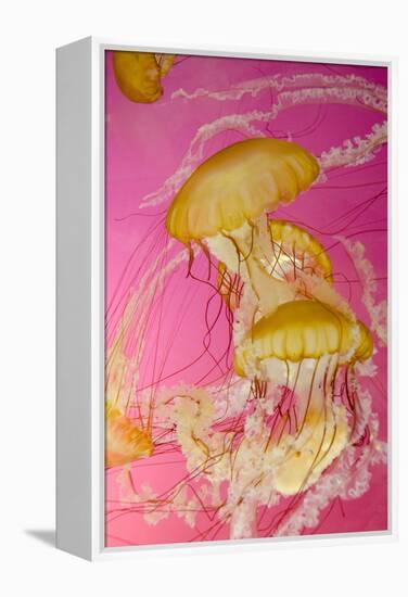 Shedd Aquarium, Jellyfish, NE Pacific Sea Nettle Marine Life, Chicago, Illinois-Cindy Miller Hopkins-Framed Premier Image Canvas