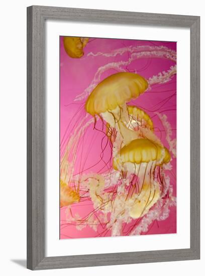 Shedd Aquarium, Jellyfish, NE Pacific Sea Nettle Marine Life, Chicago, Illinois-Cindy Miller Hopkins-Framed Photographic Print