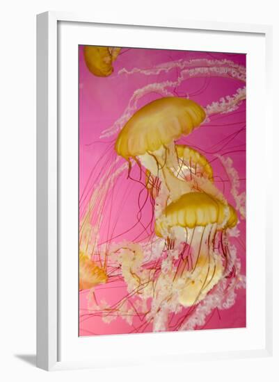 Shedd Aquarium, Jellyfish, NE Pacific Sea Nettle Marine Life, Chicago, Illinois-Cindy Miller Hopkins-Framed Photographic Print