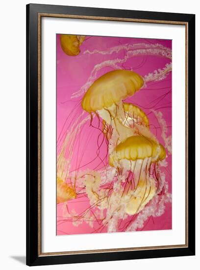 Shedd Aquarium, Jellyfish, NE Pacific Sea Nettle Marine Life, Chicago, Illinois-Cindy Miller Hopkins-Framed Photographic Print