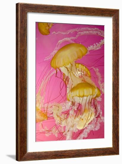 Shedd Aquarium, Jellyfish, NE Pacific Sea Nettle Marine Life, Chicago, Illinois-Cindy Miller Hopkins-Framed Photographic Print