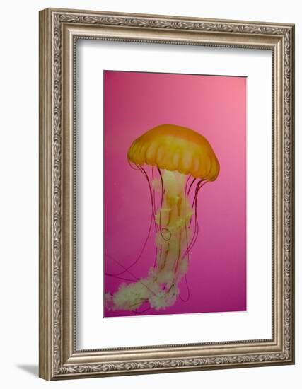 Shedd Aquarium, Jellyfish, NE Pacific Sea Nettle Marine Life, Chicago, Illinois-Cindy Miller Hopkins-Framed Photographic Print