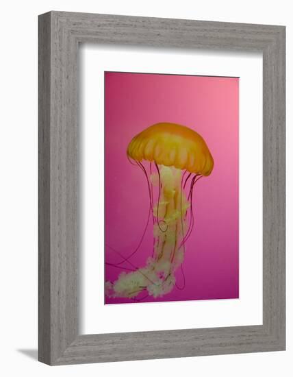 Shedd Aquarium, Jellyfish, NE Pacific Sea Nettle Marine Life, Chicago, Illinois-Cindy Miller Hopkins-Framed Photographic Print