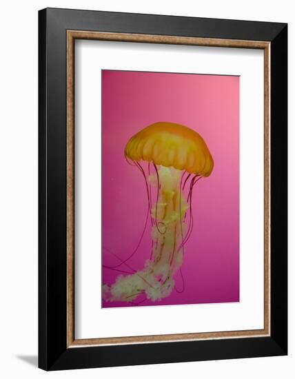 Shedd Aquarium, Jellyfish, NE Pacific Sea Nettle Marine Life, Chicago, Illinois-Cindy Miller Hopkins-Framed Photographic Print