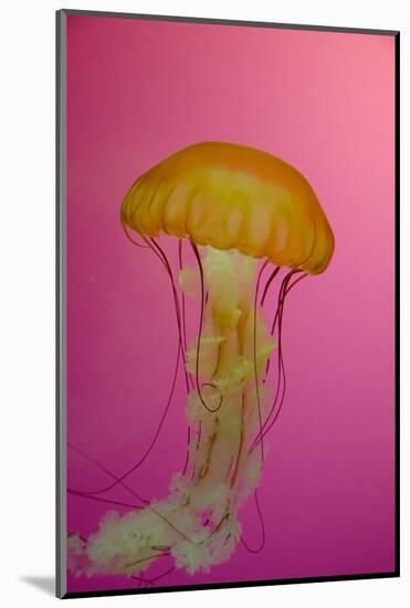 Shedd Aquarium, Jellyfish, NE Pacific Sea Nettle Marine Life, Chicago, Illinois-Cindy Miller Hopkins-Mounted Photographic Print