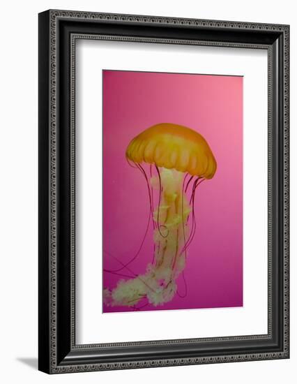 Shedd Aquarium, Jellyfish, NE Pacific Sea Nettle Marine Life, Chicago, Illinois-Cindy Miller Hopkins-Framed Photographic Print