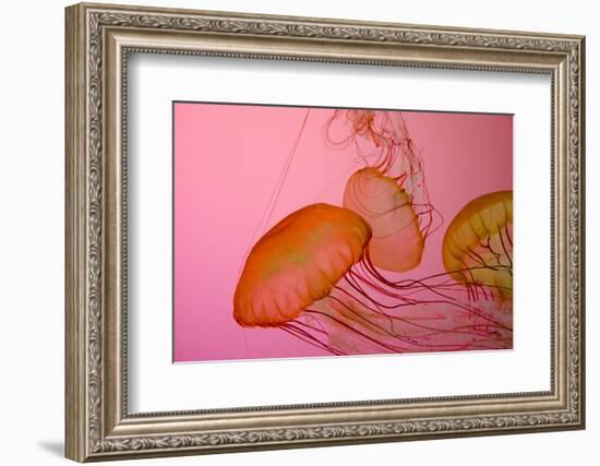 Shedd Aquarium, Jellyfish, NE Pacific Sea Nettle Marine Life, Chicago, Illinois-Cindy Miller Hopkins-Framed Photographic Print