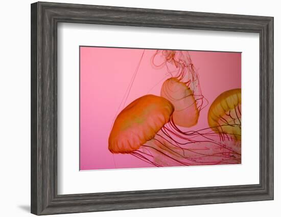 Shedd Aquarium, Jellyfish, NE Pacific Sea Nettle Marine Life, Chicago, Illinois-Cindy Miller Hopkins-Framed Photographic Print