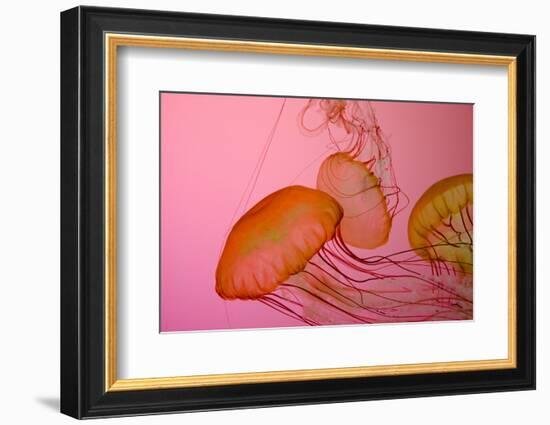 Shedd Aquarium, Jellyfish, NE Pacific Sea Nettle Marine Life, Chicago, Illinois-Cindy Miller Hopkins-Framed Photographic Print