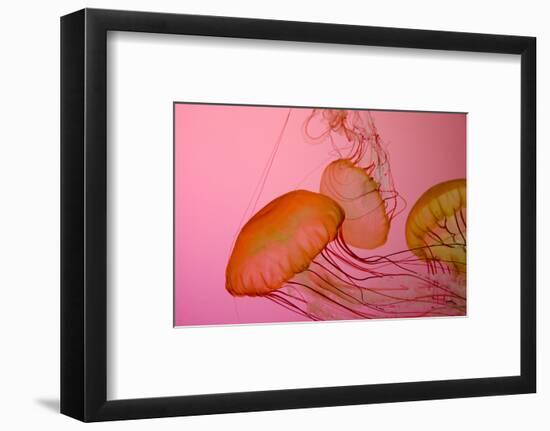 Shedd Aquarium, Jellyfish, NE Pacific Sea Nettle Marine Life, Chicago, Illinois-Cindy Miller Hopkins-Framed Photographic Print