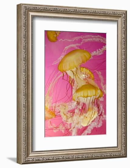 Shedd Aquarium, Jellyfish, NE Pacific Sea Nettle Marine Life, Chicago, Illinois-Cindy Miller Hopkins-Framed Photographic Print