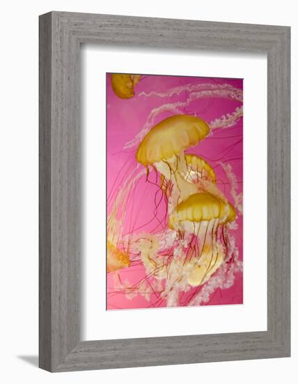 Shedd Aquarium, Jellyfish, NE Pacific Sea Nettle Marine Life, Chicago, Illinois-Cindy Miller Hopkins-Framed Photographic Print