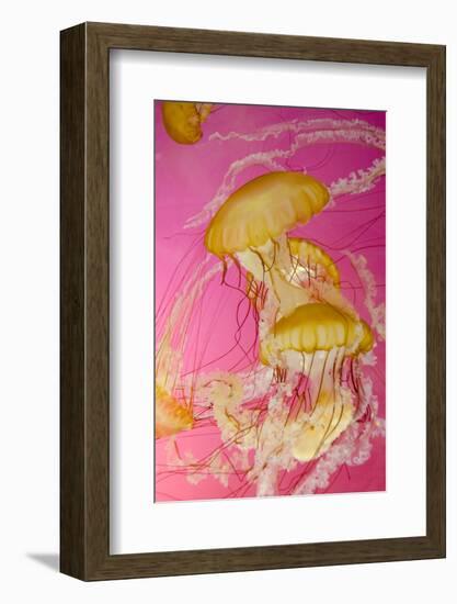 Shedd Aquarium, Jellyfish, NE Pacific Sea Nettle Marine Life, Chicago, Illinois-Cindy Miller Hopkins-Framed Photographic Print