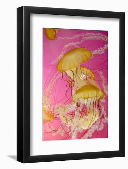 Shedd Aquarium, Jellyfish, NE Pacific Sea Nettle Marine Life, Chicago, Illinois-Cindy Miller Hopkins-Framed Photographic Print