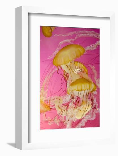 Shedd Aquarium, Jellyfish, NE Pacific Sea Nettle Marine Life, Chicago, Illinois-Cindy Miller Hopkins-Framed Photographic Print