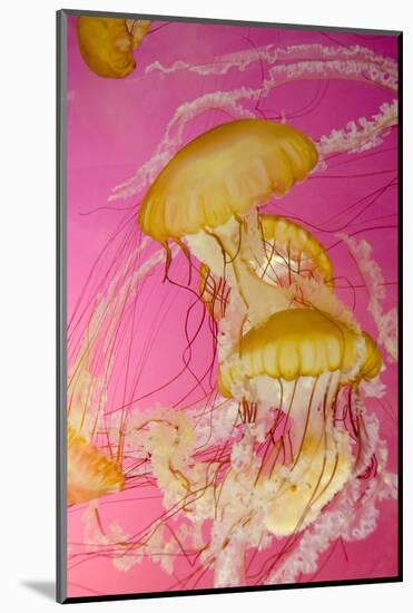 Shedd Aquarium, Jellyfish, NE Pacific Sea Nettle Marine Life, Chicago, Illinois-Cindy Miller Hopkins-Mounted Photographic Print