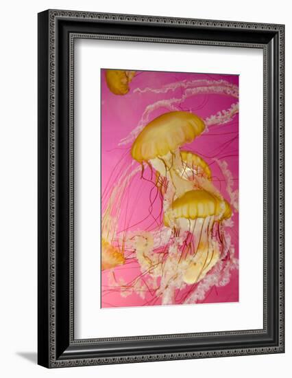 Shedd Aquarium, Jellyfish, NE Pacific Sea Nettle Marine Life, Chicago, Illinois-Cindy Miller Hopkins-Framed Photographic Print