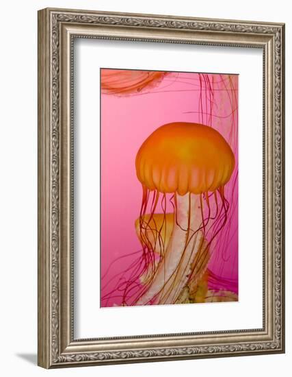 Shedd Aquarium, Jellyfish, NE Pacific Sea Nettle Marine Life, Chicago, Illinois-Cindy Miller Hopkins-Framed Photographic Print