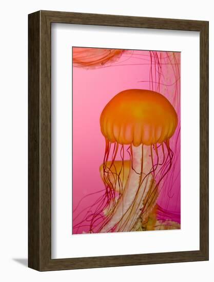 Shedd Aquarium, Jellyfish, NE Pacific Sea Nettle Marine Life, Chicago, Illinois-Cindy Miller Hopkins-Framed Photographic Print